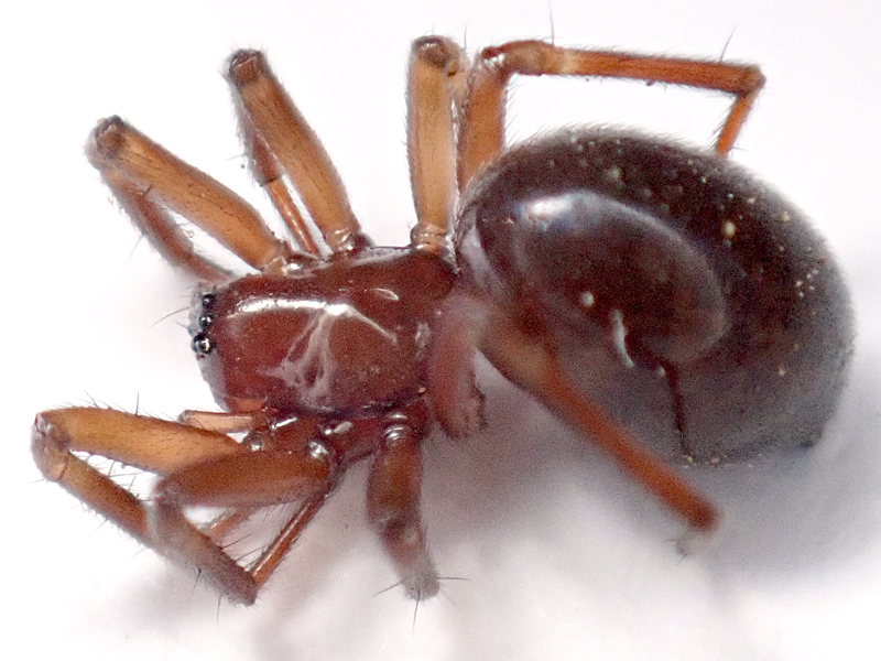 Centromerita bicolor